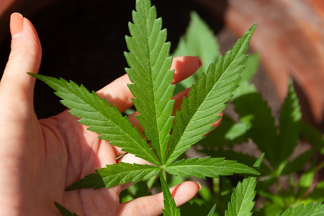 Ontdek de kracht en werking van CBD: Een natuurlijk wondermiddel